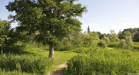 La forêt humide et secrète