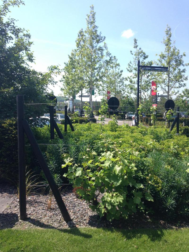 La vigne palissée rythme les abords des promenades et rappellent les coteaux viticoles à proximité