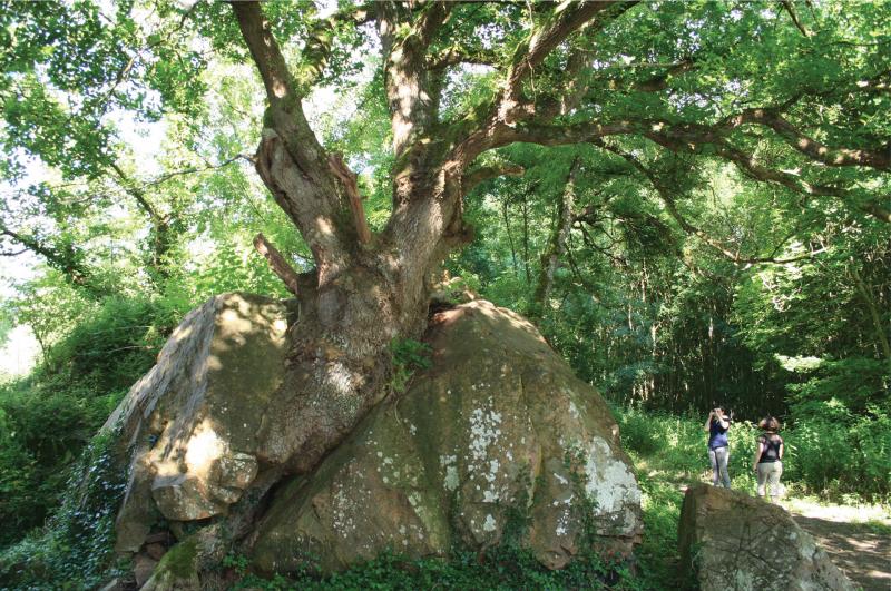 La beauté de la nature nous surprend parfois (Quercus Robur) - Vallée de l'Argenton (79)