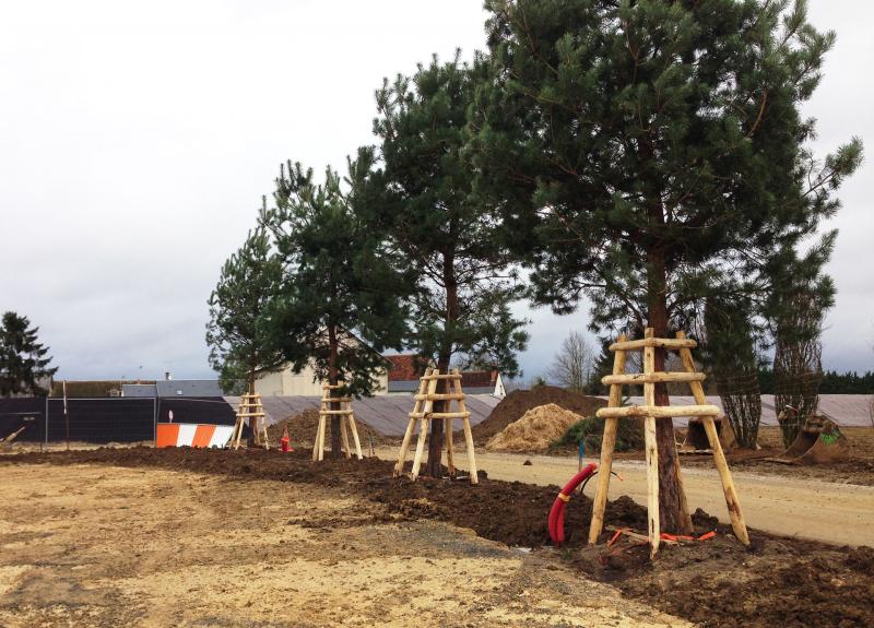 Les pins (Pinus sylvestris) sont tuteurés et structurent déjà le parking - Chantier de 'The Village' (38)