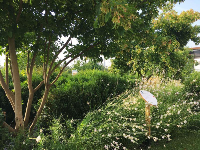 Le long de la promenade, un jardin par séquences de plans nous accompagne