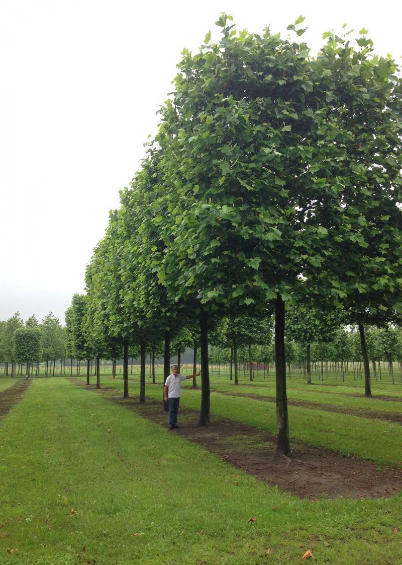 Marquage d'arbres remarquables en pépinière (Platanus acerifolia)