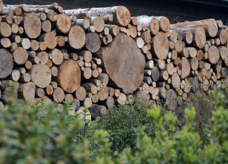 Les rondins de bois viennent créer une toile de fond et anime l'espace