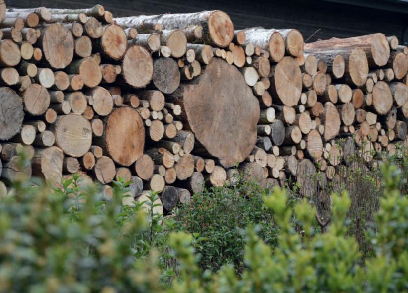  Les rondins de bois viennent créer une toile de fond et anime l'espace