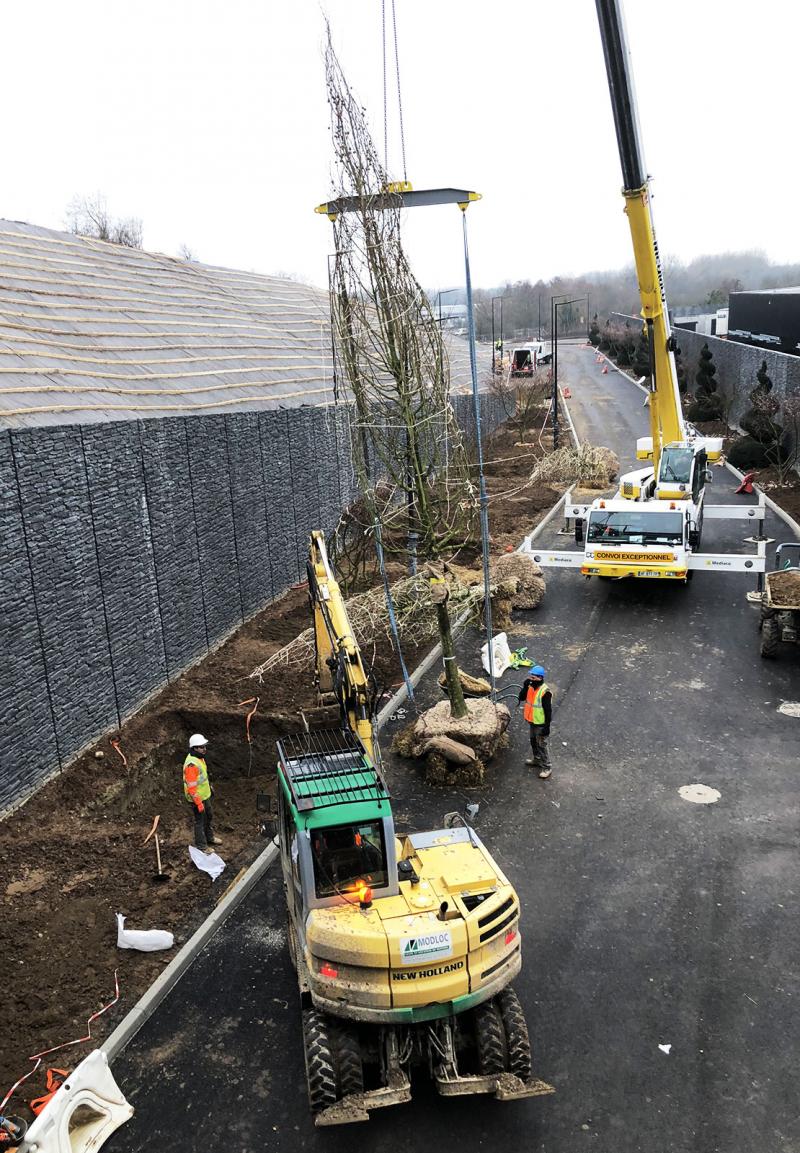 Plantation d'arbres remarquables avec une grue mobile (Platanus acerifolia) - Chantier de 'The Village' (38)