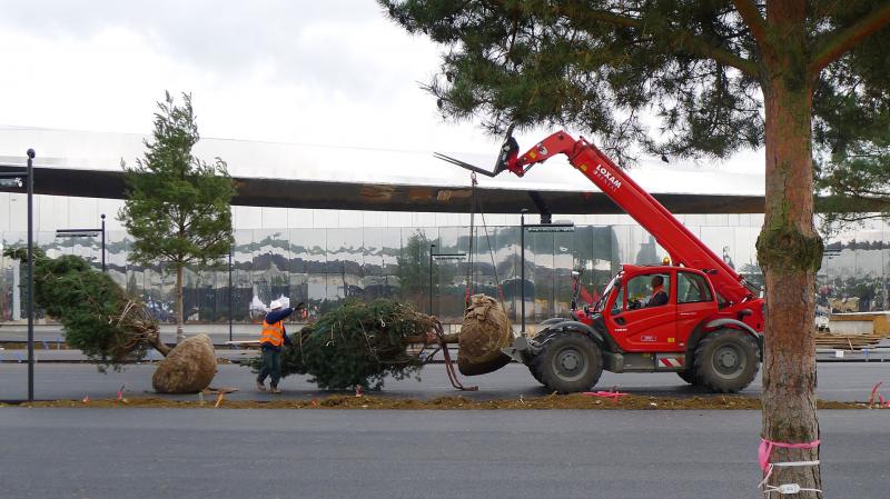 Manutention soignée pour déplacer les arbres livrés (Pinus sylvestrus) - Chantier de 'Waves' (57)