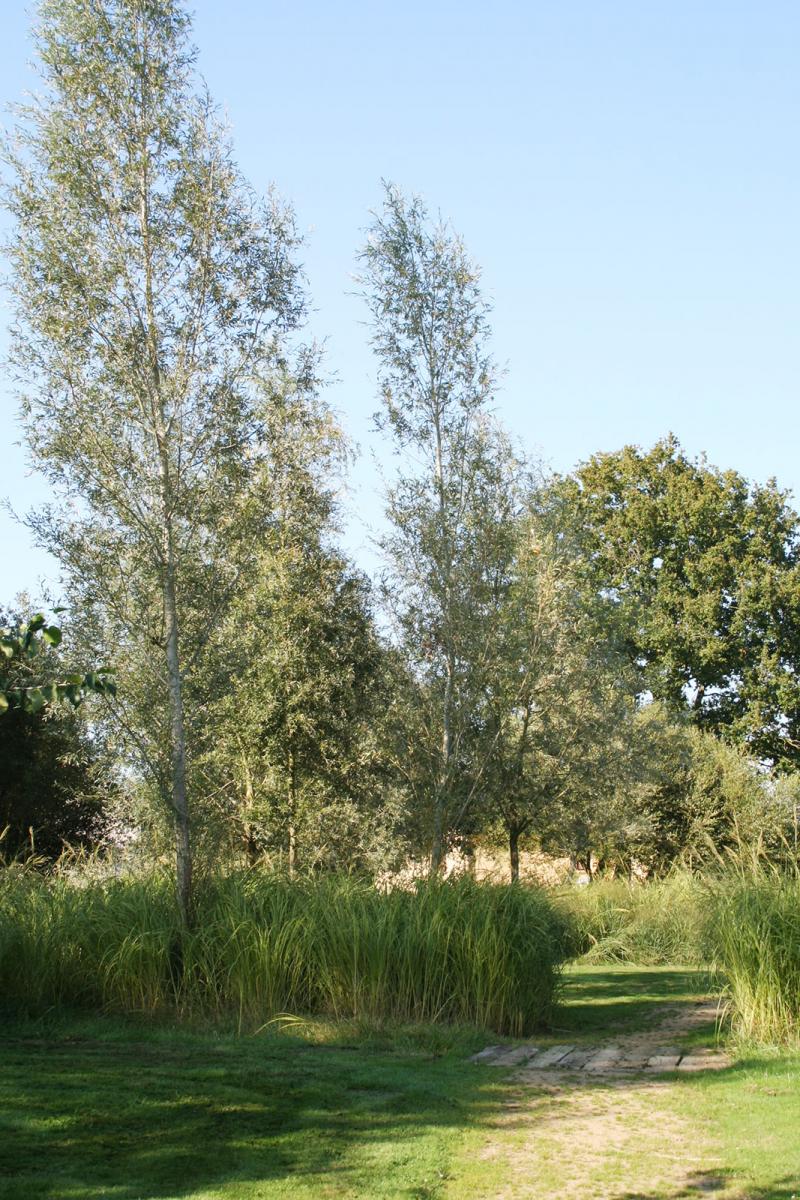 Un souffle de verdure