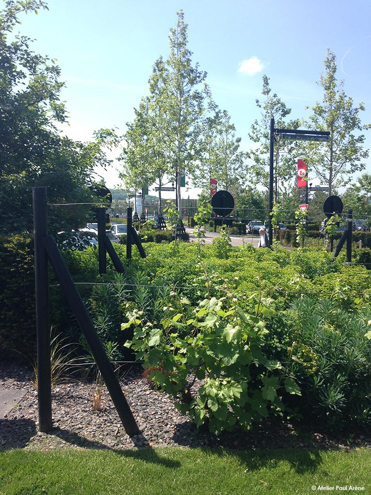 La vigne palissée rythme les abords des promenades et rappellent les coteaux viticoles à proximité