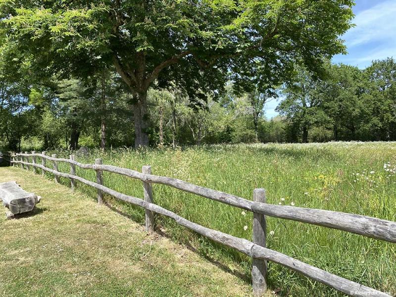 Zone de prairie laissée à l'état naturel
