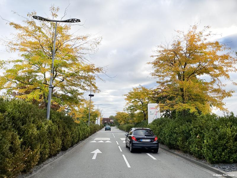 Allée voiture structurée par les haies et alignement d'arbres de part et d'autres