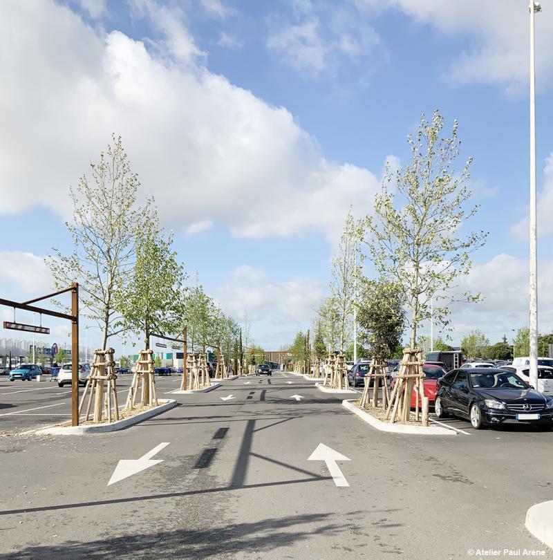 Recomposition végétale du parking : la diversité des arbres marque les allées principales